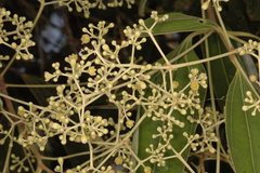 Cinnamomum malabatrum